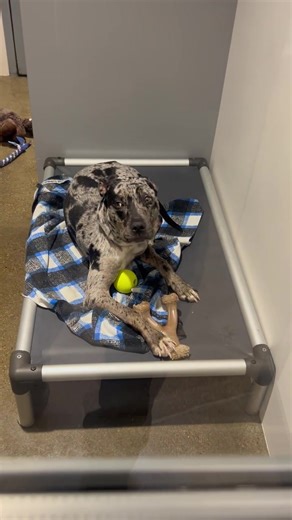 Reuniting with Our Lost Dog After Five Months