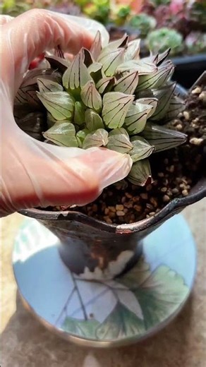 How to Repot Succulents Step-by-Step (Easy Guide)