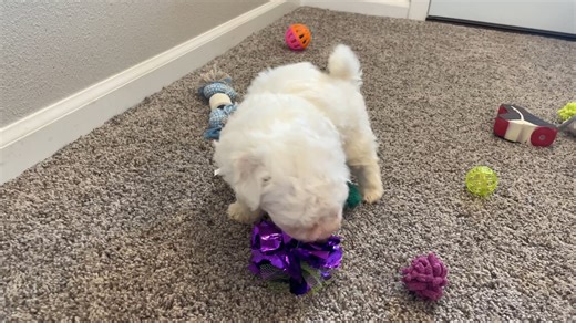 Bichon Frise puppy for sale