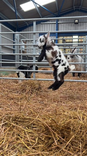 Adorable Goats: New Best Friends Next Door