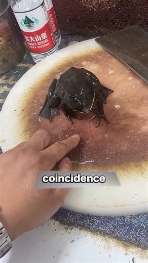 when this chef cutting frog crying