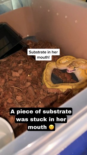 Our ball python had substrate stuck in her mouth after a feeding. She was struggling and couldn’t get it out so we helped remove it. . . . #snakecare #ballpythoncare #snake #ballpython #ballpythonsoftiktok