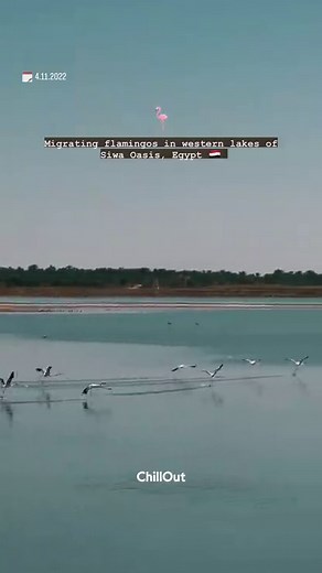 Migrating flamingos in western lakes of Siwa Oasis! 🦩 #ChillOut 4.11.2022 #bird #watching #flamingo #winter# migration #Lake | ChillOut Egypt