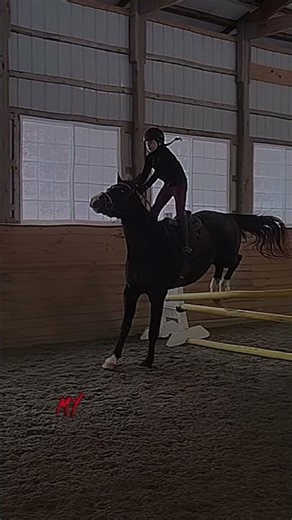first attempt didn't go great #horse #equestrian #fail #blowup #abcd #fyp