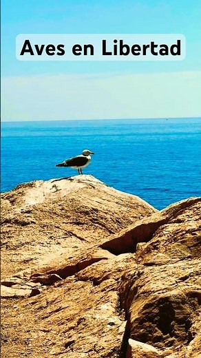 AVES🐦En LIBERTAD✨8 Diferentes Tipos De Especies 🦜🦆🦩🪿18 De SEPTIEMBRE 2024