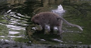 Crab-eating Macaque Macaca Fascicularis Playing Water Stock Footage Video (100% Royalty-free) 3421225585 | Shutterstock