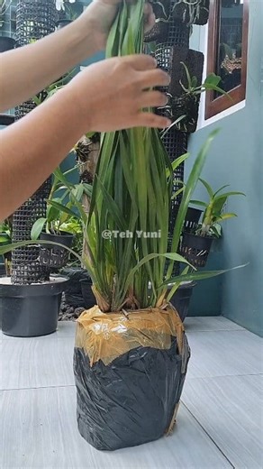 141K views · 1.7K reactions | anggrek cymbidium chen ruby #Orchidlovers #orchid #gardening #plant #tanamanhias #anggrekmurah #fyp #reelsfyp | Teh Yuni | Facebook