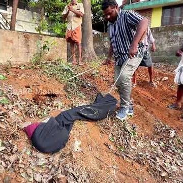 Come and see it now if you want!!😂🐍 #snakemaniac #snake #python #shorts #viral