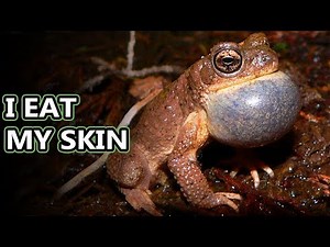 North American Toad facts: warts and all! | Animal Fact Files
