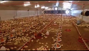 Démarrage de poussins : un accompagnement sur mesure pour une réussite garantie Le démarrage des poussins est une étape cruciale pour la réussite d'un projet avicole. Pour mettre toutes les chances de votre côté, il est essentiel d'avoir les prérequis nécessaires et un accompagnement adapté. 👉🏿Nos services d'accompagnement - Réception des poussins et installation dans les meilleures conditions - Suivi prophylactique et vaccinations pour prévenir les maladies - Suivi alimentaire pour garantir u