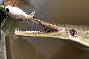 Using Lures For Alligator Gar! 🎣 | The Fish Whisperer