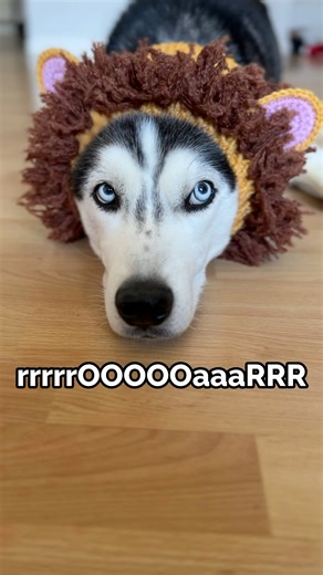 56K views · 3.7K reactions | husky can roar 女#dogs | The Husky Moon | Facebook