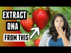 DIY Science Experiment: Extracting DNA from Strawberries