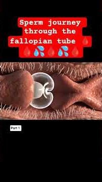 Sperm journey through the fallopian tube 🩸day 1 to day 8 #spermmotility #spermcount #spermmorphology