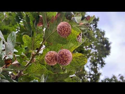 Broadleaf Trees 360p30