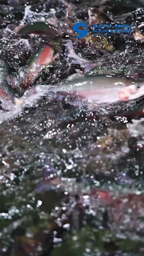 Inside SmartGreen Aquaculture | Feeding Premium Rainbow Trout with RAS Technology