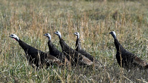 When is turkey hunting season in Tennessee? See dates, license needed for spring