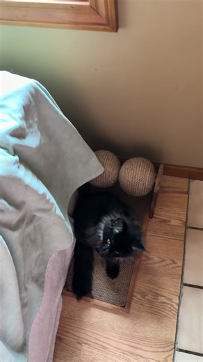 I have to put Aslan alone when feeding Phoenix and Nagini because I can’t watch him during. Soon he will be a big boy and not need so much supervision 🥹❤️ #aslan #mainecoon #catsoftiktok #petsoftiktok