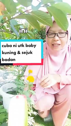 Manfaat Bunga Tahi Ayam untuk Sejukkan Badan & Baby Kuning
