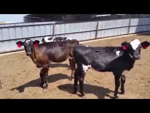Fullmer Cattle custom-raised Jersey Cross Steers and Heifers HD - calf raising video