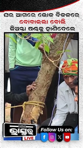 ଭୋକ ବିକଳରେ ଘର ଆଗରେ ବୋବେଇଲା ବୋଲି ଷଣ୍ଢକୁ କରିଦେଲା ଏମିତି #ytshorts #shortsvideo #odishabhaskar