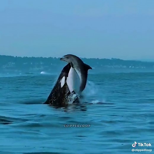 The Art of Orcas: Captivating Animal Edits and Moments Before Disaster