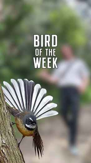 ✨ Bird of the Week✨ Celebrating one of New Zealand’s most charming natives, the Fantail 🪭 With its fanned tail, curious personality, and endless energy, this little bird flits through gardens and forests like a bundle of joy. It’s no wonder they’re beloved across New Zealand! 🌿✨ Our pal @Animal Andy delightful facts about this cheeky little feathered friend! Stay tuned for more incredible birds each week, which feathered friend will capture your heart next? 🧡