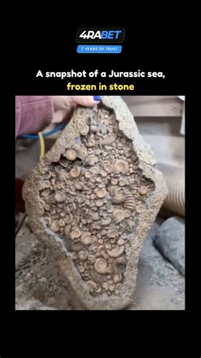Explore l Learn l Facts | A snapshot of a Jurassic sea frozen in stone refers to fossilized marine remains that date back to the Jurassic Period, around 201 to 145... | Instagram