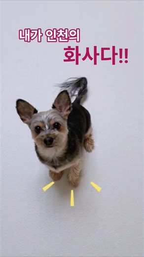 인천의 요크계의 화사다~ #강아지 #뭉스타 #shorts ‪@그림일기-d9u‬