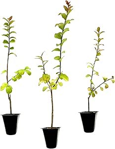 Crape Myrtle Twilight | 20 Live Plants | Deep Purple Blooms, Premium Live Plant, Ornamental Garden Centerpiece for Stunning Seasonal Displays