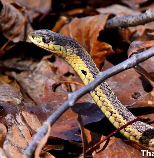 Fresh Out of Hibernation! Eastern Garter Snake Close-Up 🐍❄️➡️🌞