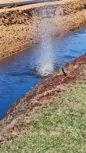 Muskrat hunting fail