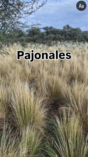 EL MATE Ganadería Regenerativa® on Instagram: "🌾🐄 Pastoreo continuo: cuando el sistema elige al revés En el pastoreo continuo y extensivo, los animales hacen lo que saben hacer: 👉 comer siempre lo mejor. ¿El resultado con el tiempo? Una selección inversa del pastizal. 🌱 ¿Qué pasa en el campo? ✔️ Las especies de alto valor forrajero se consumen una y otra vez ❌ No llegan a reponer reservas ❌ Se debilitan y desaparecen Mientras tanto… 🌾 prosperan las especies que no se comen: ➡️ pajonales dur