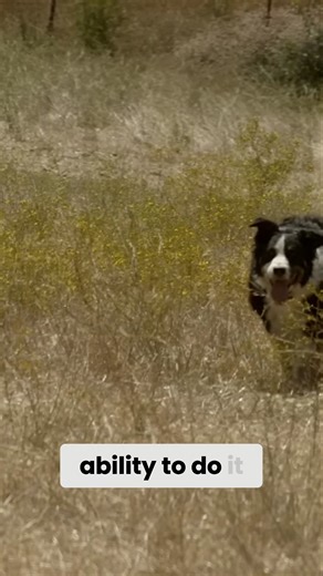 Understanding Border Collies | Dogumentary TV