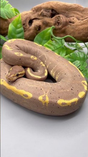 Craziest Banana Ball Python Combo you will see today ! 🤯