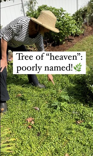 20K views · 178 reactions | These trees are invasive and the common...