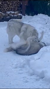 Ever wondered how Siberian Huskies survive in extreme cold? Their thick double coat keeps them insulated, while their fluffy tail acts like a built-in heater! Watch how these amazing dogs use their fur and tail to stay cozy even in the Arctic chill. 🐕‍❄️💨 #HuskyFacts #SiberianHusky #WinterDogs #DogScience #CuteDogs #HuskyLife #ColdWeatherDogs #DogLovers | Siberian Huskies World