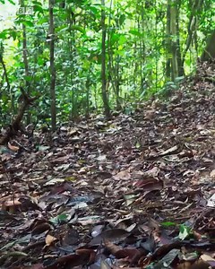 A rare and beautiful mating dance by this Argus Pheasant, but it was not enough to impress this female bird. Stream BBC's #TheMatingGame on discovery links.discoveryplus.com/nature | Animal Planet