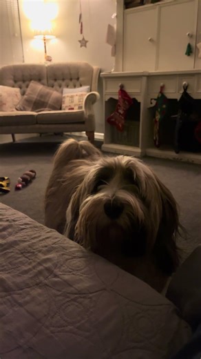Barney dog’s demanding #tibetanterrier #doglife #funnyanimals #pets