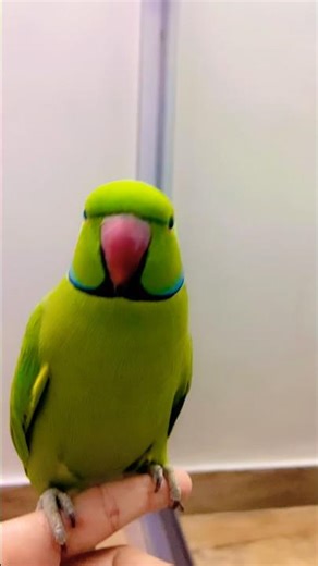 Zoomi good boy 🦜