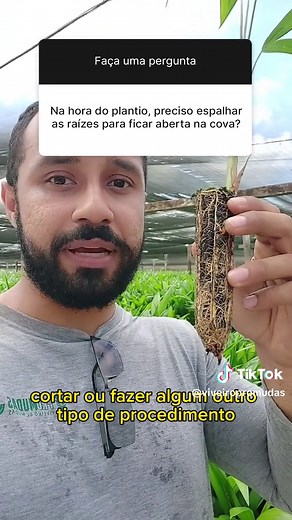 Como plantar mudas de Açaí corretamente e rapidamente