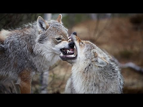 When Wolves Attack