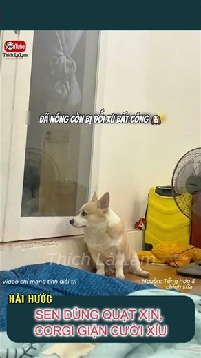 HUMAN GETS THE GOOD FAN, CORGI IS FURIOUS AND HILARIOUS 😂 | #lovetodoit #doglover #shorts