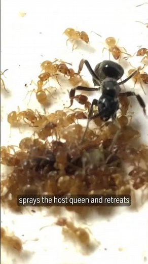 This parasitic ant tricks workers into killing their own queen
