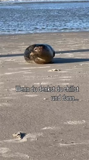 🦭 Nordsee- Alltag in SPO. Manchmal liegst du einfach am Strand – und dann kommt jemand vorbei, der’s mit dem Entspannen wirklich ernst meint. 😌 Die Robben am Strand von St. Peter-Ording sind echte Profis in Sachen „Slow Living“. Hier draußen läuft alles im eigenen Tempo: Wind, Wellen – und du mittendrin. 🌊✨ 📍 St. Peter-Ording · Sky & Sand Homes 🔗 Mehr Nordsee-Momente findest du bei @skyandsandhomes 👉 Wie entspannt bist du heute – 1 bis Robbe? Schreib es in die Kommentare! #sanktpeterording