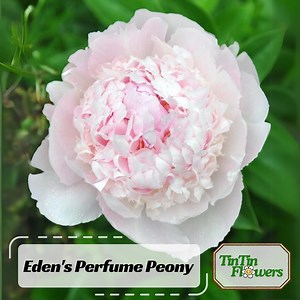 10 Seeds | Eden's Perfume Peony Seeds -perennial - Paeonia - Attract Butterflies - Open-pollinated - Organic - Heirloom - .#B044 - Etsy