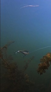 NEW from Rapala- Super Shadow Rap Jerk 11! | Rapala