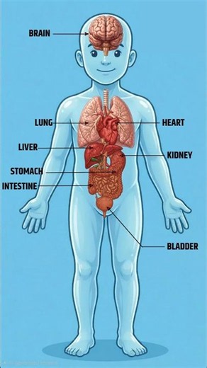 Human Body Organs for Kids! 🧠🫀 Learn Internal Organs Anatomy #Shorts
