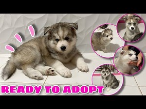 AGOUTI Puppies Open For Rehoming! | RESERVE NOW | VLOGMAS ‘22 Day 11 | Husky Pack TV