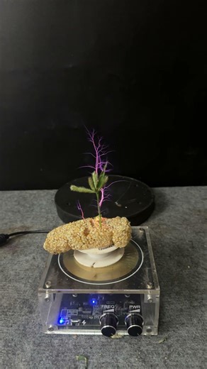 Lightning + sesame brittle + Plant